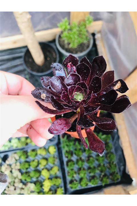 foliumbotanik Aeonium Zwartkop Koyu Renkli Aeonium