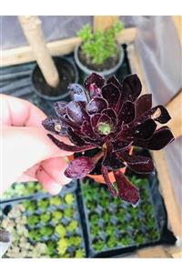 foliumbotanik Aeonium Zwartkop Koyu Renkli Aeonium