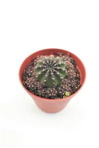 kaktuskent Rebutia Atrovirens  5.5 cm Saksı