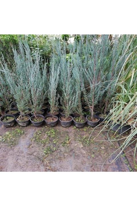 ALİBOTANİK Roket Ardıç Fidanı 90 Cm Juniperus Virginiana Skyroket