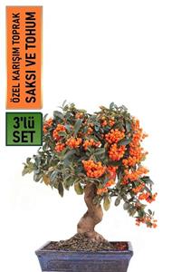 HB BOTANIC Ateşdikeni Bonsai Yapılabilir Pyracantha Ağacı Tohumu + Saksı + Toprak Seti