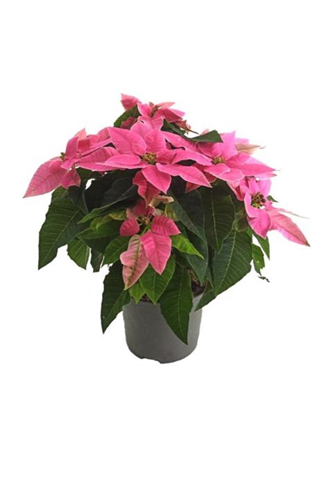 Palmiye Ponsetya Pembe- Atatürk Çiçeği (10,5 Cm Saksıda)