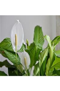 ALİBOTANİK Barış Çiçeği Spathiphyllum