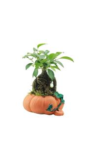 Çiçek Yolla Özel Saksıda Ginseg Bonsai