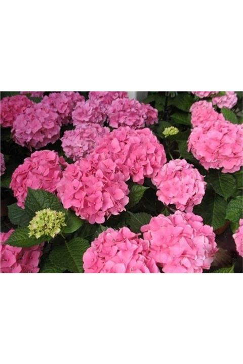 1001fidan Hydrangea Macrophylla Bahçe Ortancası Pembe Ortanca Fidanı 3 Yaş 20-60cm