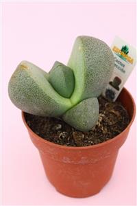 kaktuskent Pleiospilos Nelii 8.5 cm Saksıda