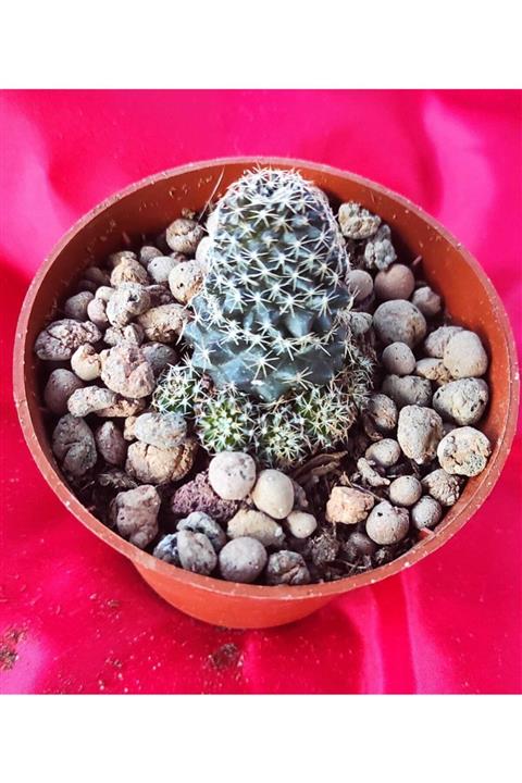 Pagoda Kaktüs-ref 06-a-8,5 Cm Saksı