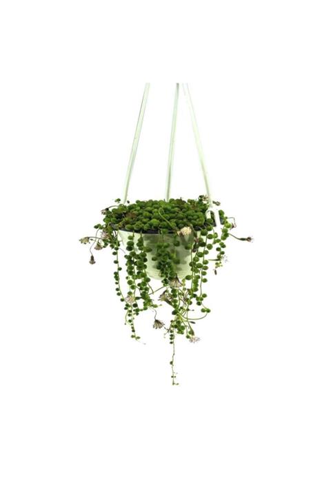 Palmiye Senecio 14 cm Saksıda