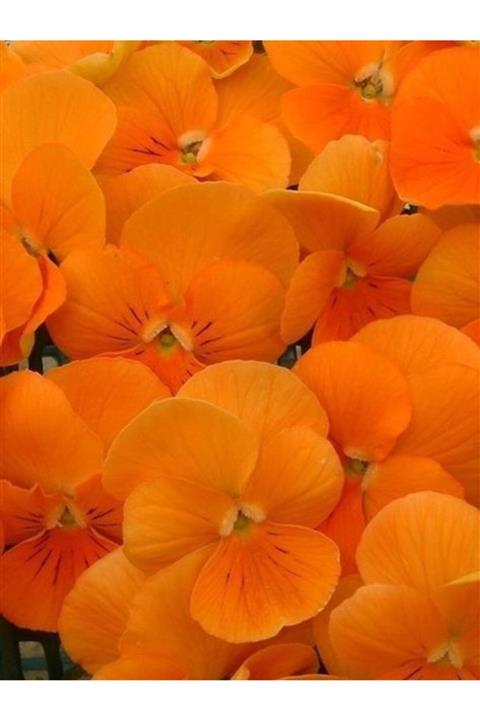 ruzgarbotanik 30 Adet Turuncu Hercail Menekşe Çiçeği Fidanı Fidesi 5 Cm 15 Cm