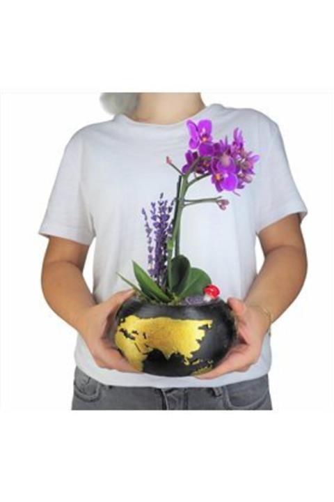 Hasal Süs Bitkileri Çift Dal Mini Mor Orkide & Siyah Büyük Dünyam Beton Saksıda Hediyelik Canlı Çiçek