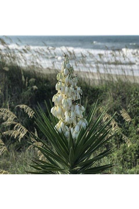 ALİBOTANİK Avize Çiçeği Yucca Filamentosa
