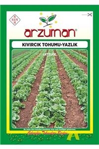 GüçlüTedarik Yazlık Kıvırcık Marul Tohumu 10 Gram 7000 Adet Tohum