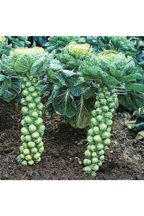 Köy Tohumları 30 Adet Tohum Yerli Bürüksel Lahana Tohumu Sürpriz Hediye Tohum Brüksel Lahanası Lahana