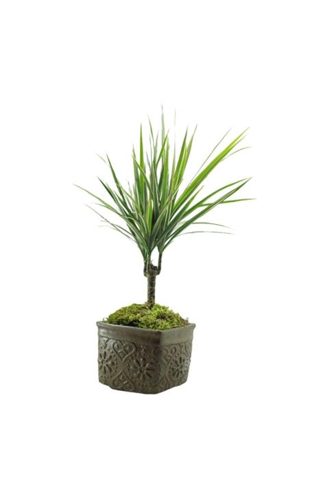 Çiçek Yolla Dracena Marginata