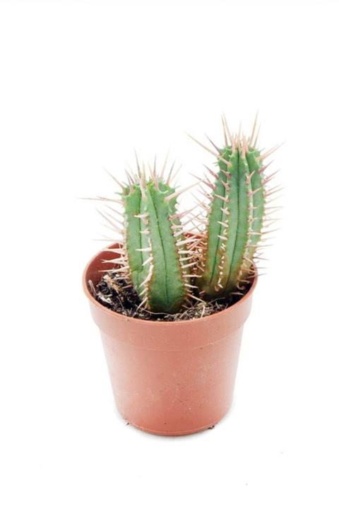 Cemre Garden Euphorbia Enopla - Süt Fıçısı Kaktüs Sukulent - Ev Ofis Salon Iç Mekan Bitkisi