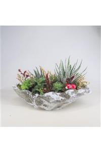 Hasal Süs Bitkileri Haworthia Sukulent & Gri Roda Beton Saksıda Hediyelik Canlı Çiçek