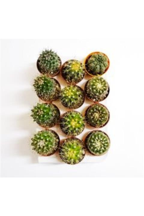 BENİM FİDANIM İthal Kaktüs 12'li