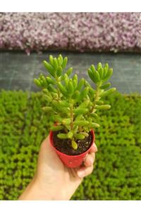 PlantGaraj Sedum Rubrorictum Jelibon Sukulent Kökleri Olgunlaşmış Canlı Sukulent Bitkisi