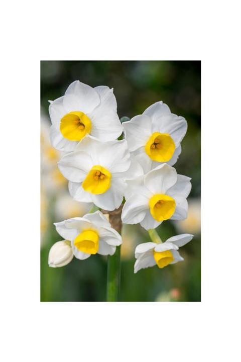 ÇİÇEKFLİX Nergiz Tohumu 10 Adet