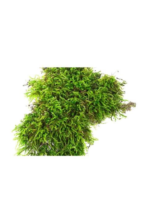 Arts Gardens 20 Cm Kare Doğal Ağaç Yosunu
