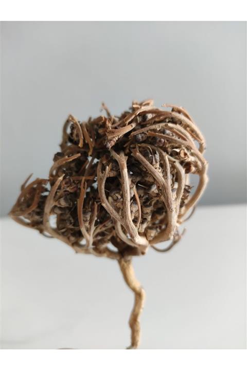 TARİHİ AKTAR 1 Adet Meryem Ana Otu Fatma Ana Eli