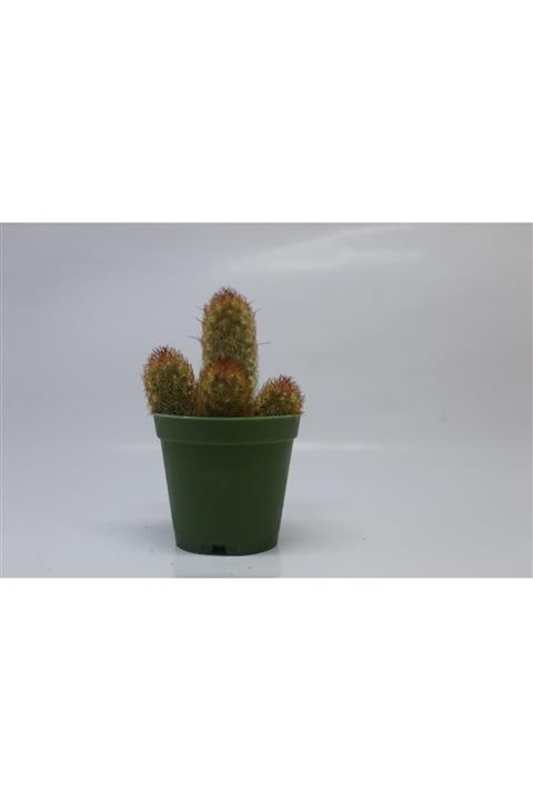 NEVEL GÜBRE Mammillaria Elongata - Altın Dantel Kaktüs - Ladyfinger Kaktüs - Sarı Dikenli Kaktüs