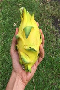 Bilgarden Tüplü Sarı Pitaya Yellow Dragon Fruit Ejder Meyvesi Fidanı