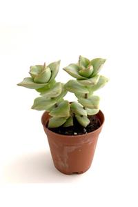 ünal kaktüs Crassula Conjuncta (sukulent)