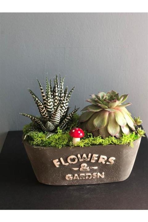 KALİTELİ ÇİÇEK 2li Sukulent Arajmanı