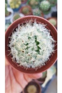 DOĞA BAHÇESİ Mammillaria Bocasana Powder Puff Tüylü Kaktüs 5,5cm