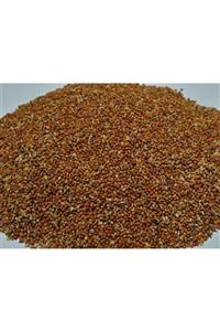 Kızıl Dal Darı Tanesi 500gr Yerli Üretim Tanesi