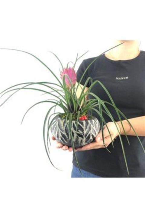Hasal Süs Bitkileri Mini Hava Bitkisi Tillandsia & Siyah Vane Beton Saksıda Hediyelik Canlı Çiçek