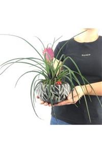 Hasal Süs Bitkileri Mini Hava Bitkisi Tillandsia & Siyah Vane Beton Saksıda Hediyelik Canlı Çiçek