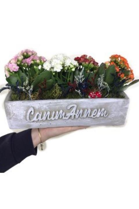 Hasal Süs Bitkileri Çeşitli Renkte Kalanşo Kalanchoe & Beyaz Canım Annem Beton Saksıda Hediyelik Canlı Çiçek