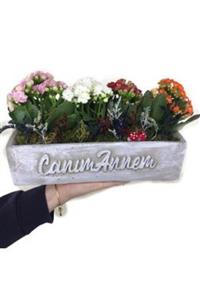 Hasal Süs Bitkileri Çeşitli Renkte Kalanşo Kalanchoe & Beyaz Canım Annem Beton Saksıda Hediyelik Canlı Çiçek