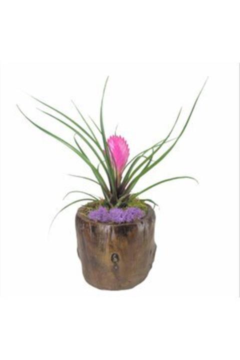 Hasal Süs Bitkileri Mini Hava Bitkisi Tillandsia & Remz Odun Beton Saksıda Hediyelik Canlı Çiçek