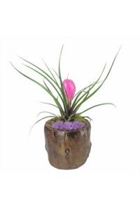 Hasal Süs Bitkileri Mini Hava Bitkisi Tillandsia & Remz Odun Beton Saksıda Hediyelik Canlı Çiçek