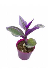 Sukulent Bahçem Tradescantia Nanouk - 5,5 Cm Saksıda Pembe Telgraf Çiçeği