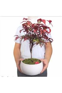 Hasal Süs Bitkileri Cennet Bambusu Nandina Domestica Bonsai & Beyaz Capo Beton Saksıda Hediyelik Canlı Çiçek