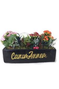 Hasal Süs Bitkileri Çeşitli Renkte Kalanşo Kalanchoe & Siyah Canım Annem Beton Saksıda Hediyelik Canlı Çiçek