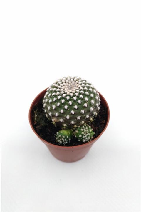 kaktuskent Rebutia Krainziana - 5.5 cm Saksı