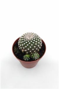 kaktuskent Rebutia Krainziana - 5.5 cm Saksı