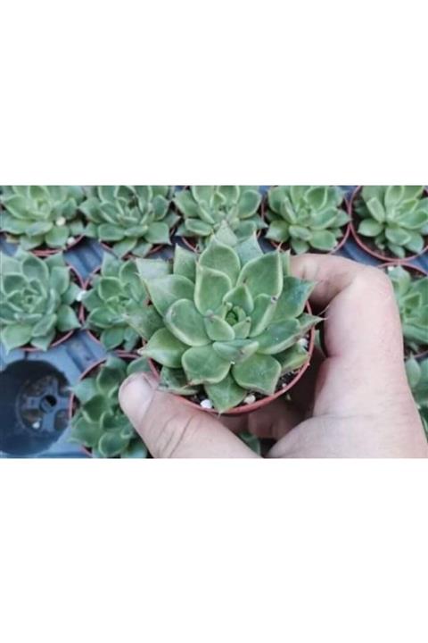 tohumtoprak Sukulent Echeveria Agavoides Blood Maria 1 Adet