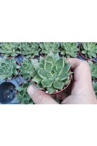 tohumtoprak Sukulent Echeveria Agavoides Blood Maria 1 Adet