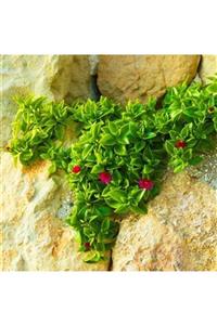 ALİBOTANİK Buz Çiçeği 10 Adet Aptenia Cordifolia