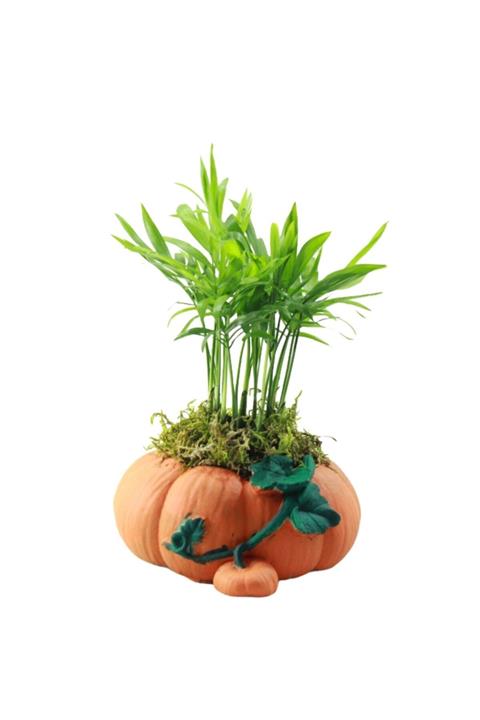 Çiçek Yolla Şamodara Renkli Saksı Serisi