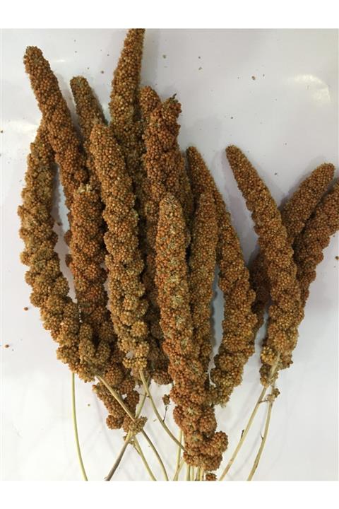 Yavuz Doğal Kızıl Daldarı - 600 Gr(ortalama 50-60 Dal Ihtiva Eder Değişkenlik Gösterebilir)