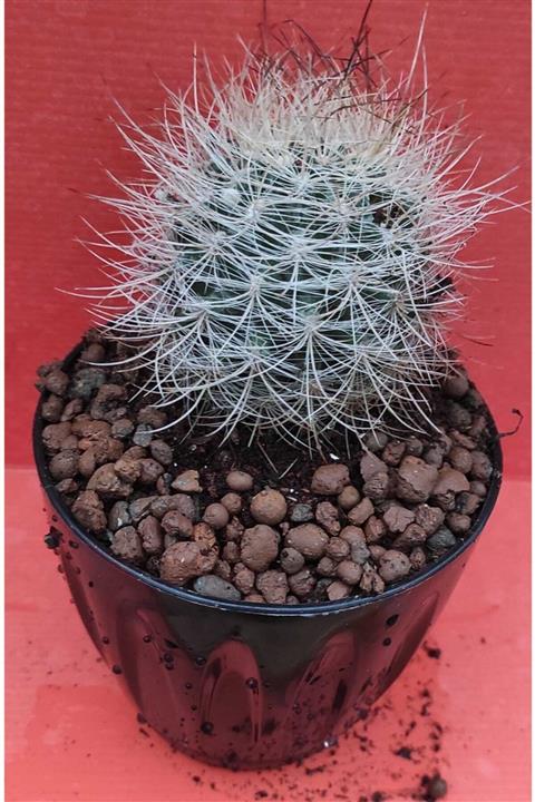 Pagoda Neoporteria-kaktüs-13 Cm Saksı-ref 01f/t51