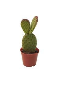 Palmiye Opuntia Microdays (8,5 Cm Saksıda)