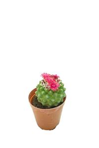 Sukulent Bahçem Mammillaria Polythele Inermis - Pembe Çiçek Açan Kaktüs (5,5 CM SAKSIDA)